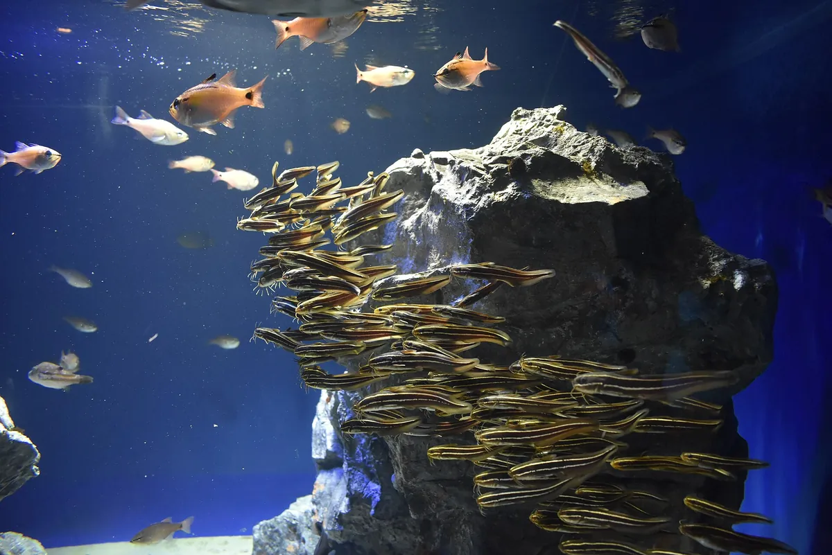 Sunshine Aquarium