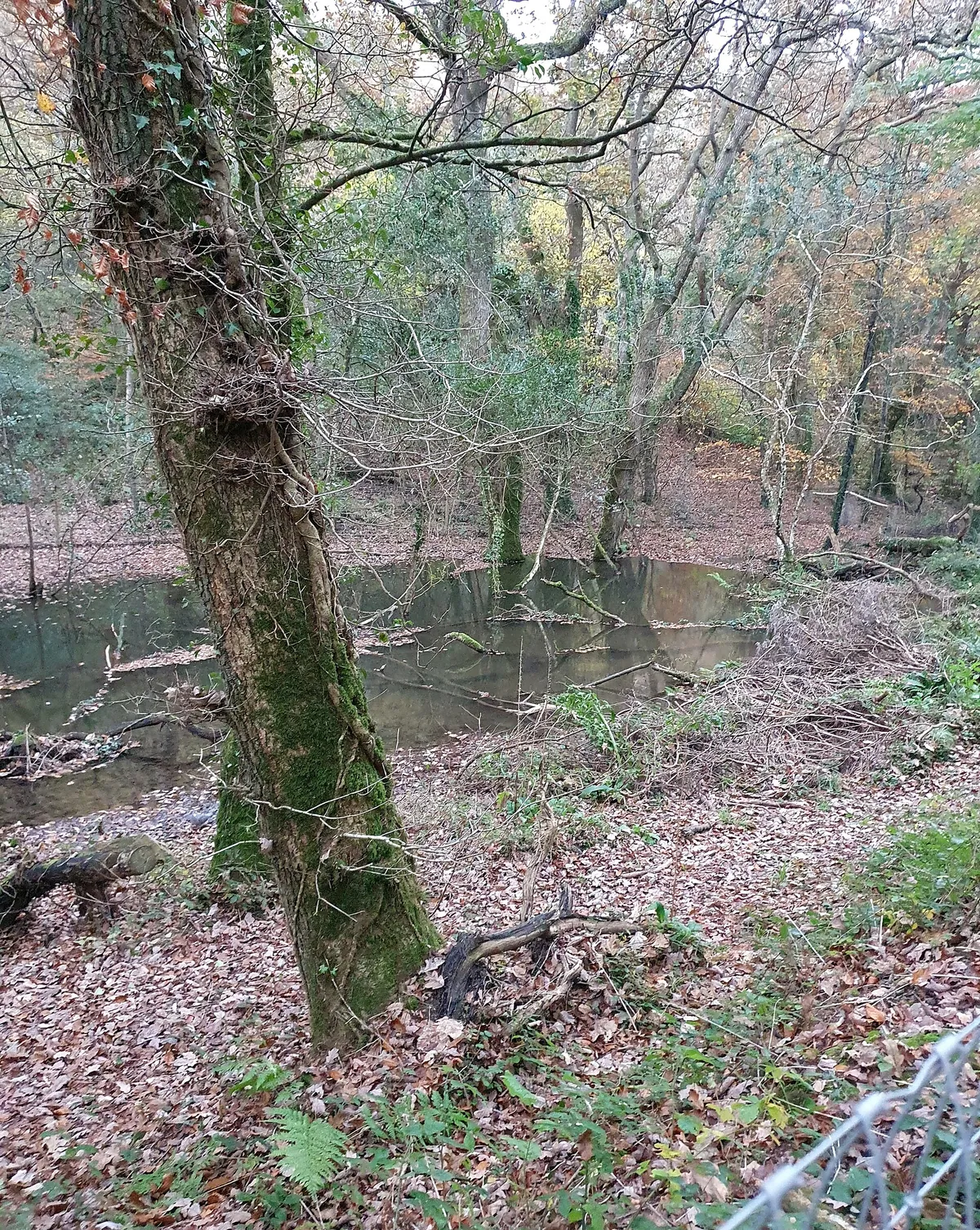 Cornish Seal Sanctuary