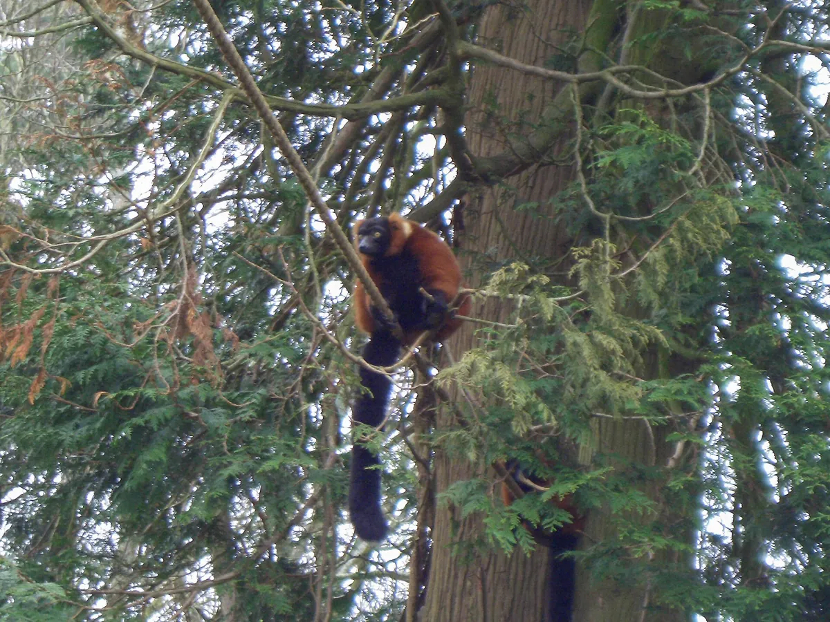 Combe Martin Wildlife and Dinosaur Park