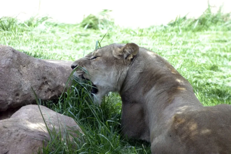 Greenville Zoo