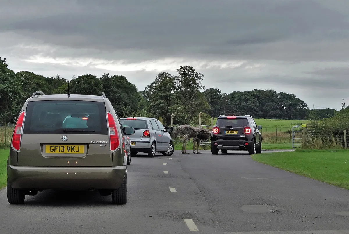 Knowsley Safari