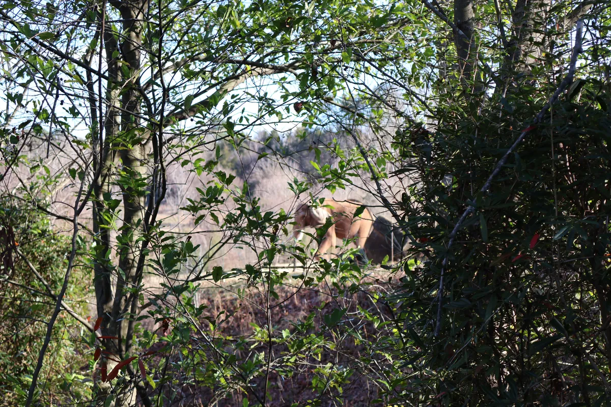 North Carolina Zoo
