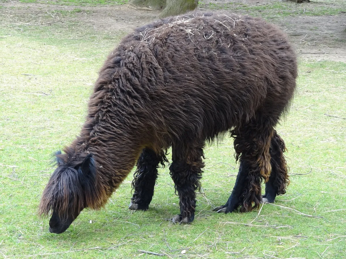 Tierpark Klosterwald