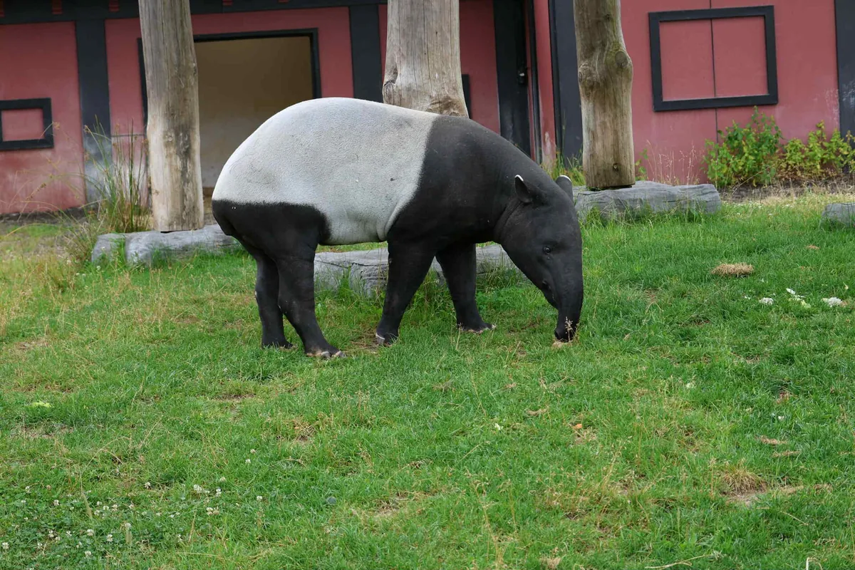 Miller Zoo