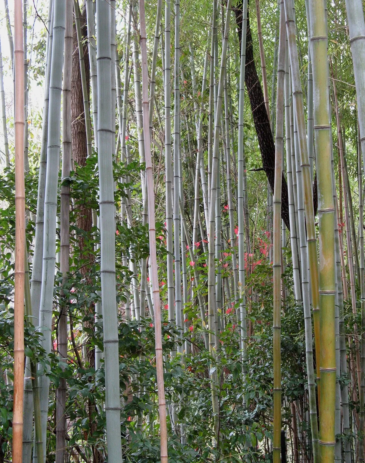 Zoo Atlanta