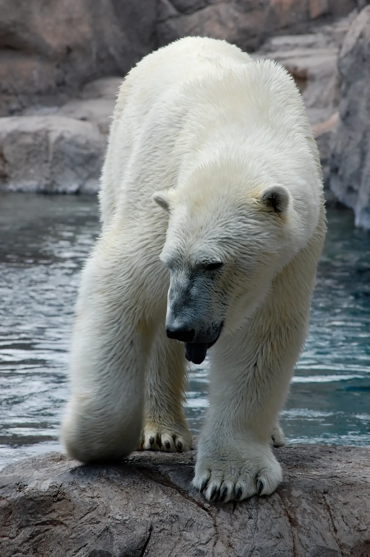 ABQ BioPark Zoo