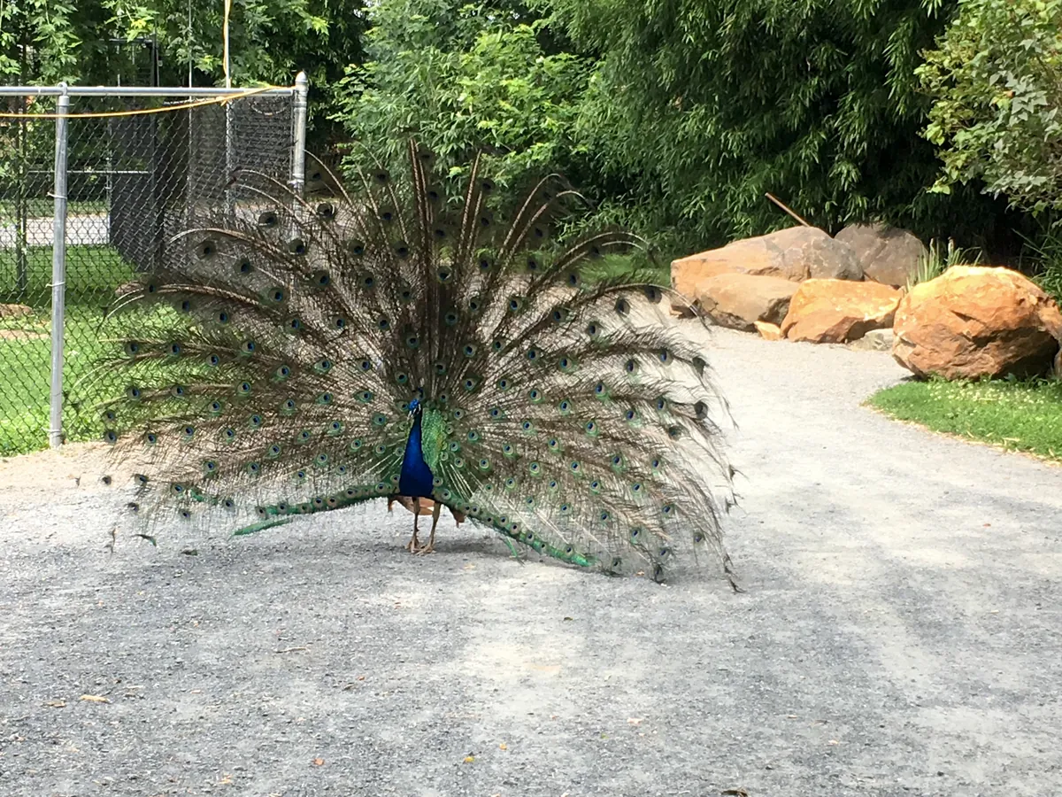 Plumpton Park Zoo