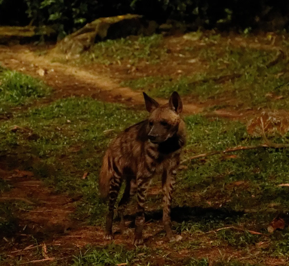 Night Safari