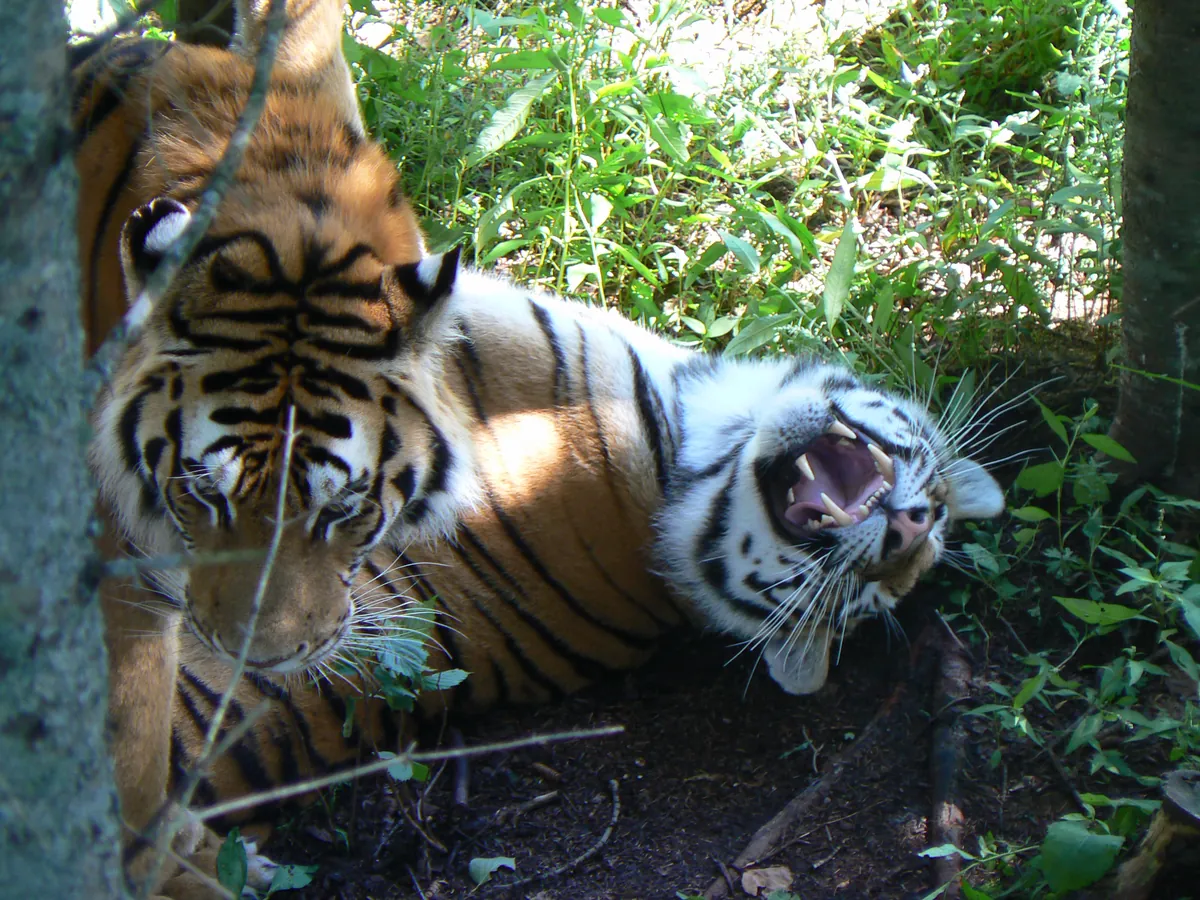Zoo sauvage de Saint-Félicien