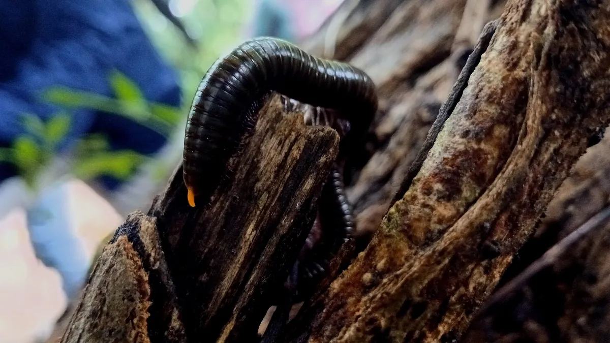 Parassinikkadavu Snake Park