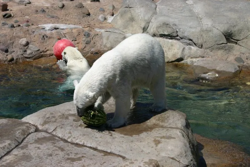 Lake Superior Zoo