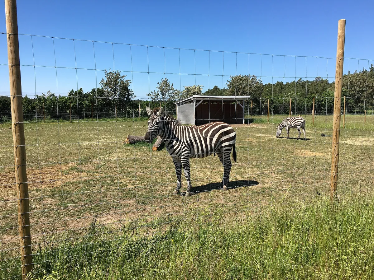 Gotland animal park