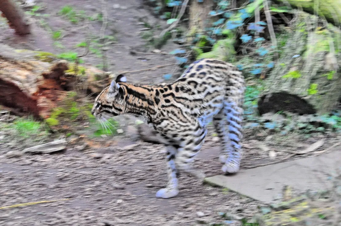 Wingster Waldzoo