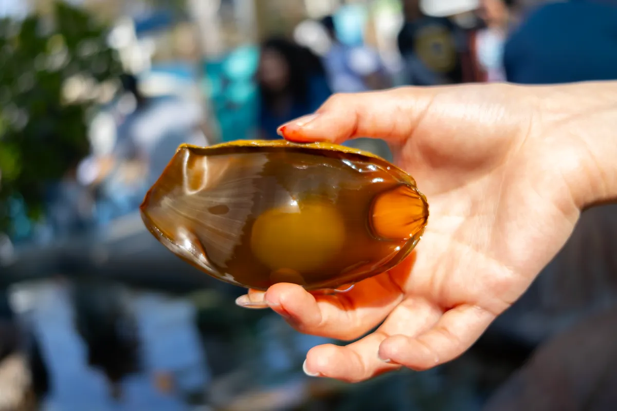 Aquarium of the Pacific