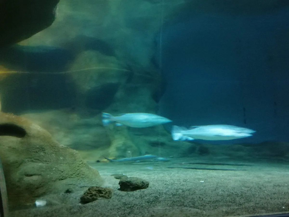 National Aquarium of New Zealand