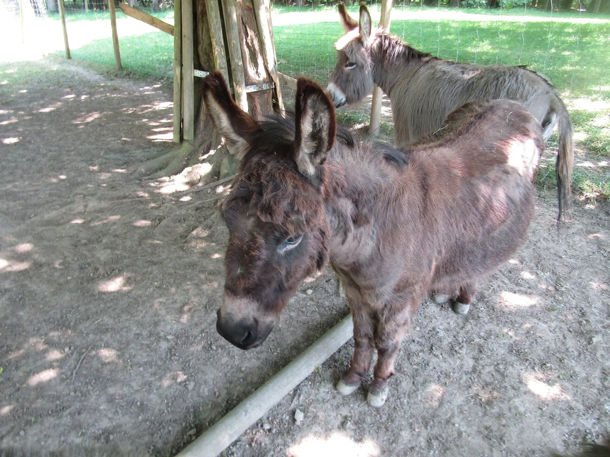 Wild- und Freizeitpark Allensbach