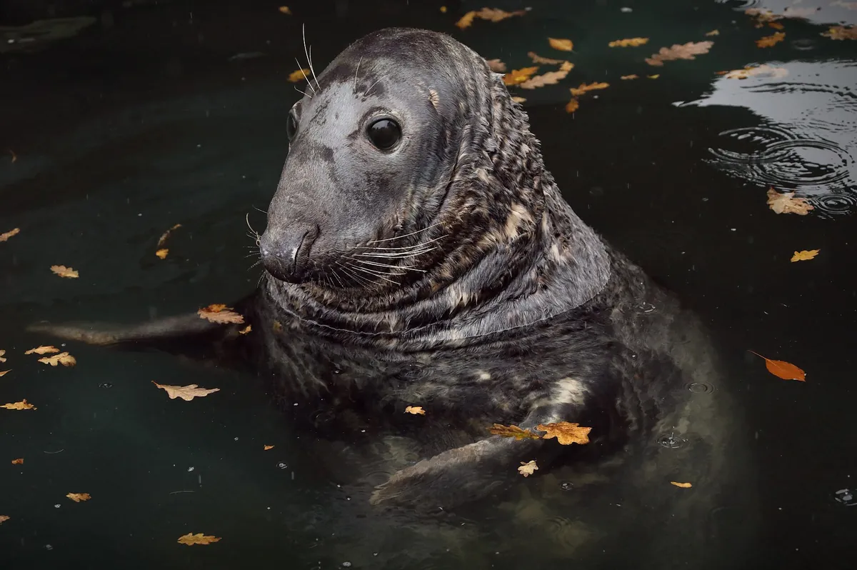 Cornish Seal Sanctuary