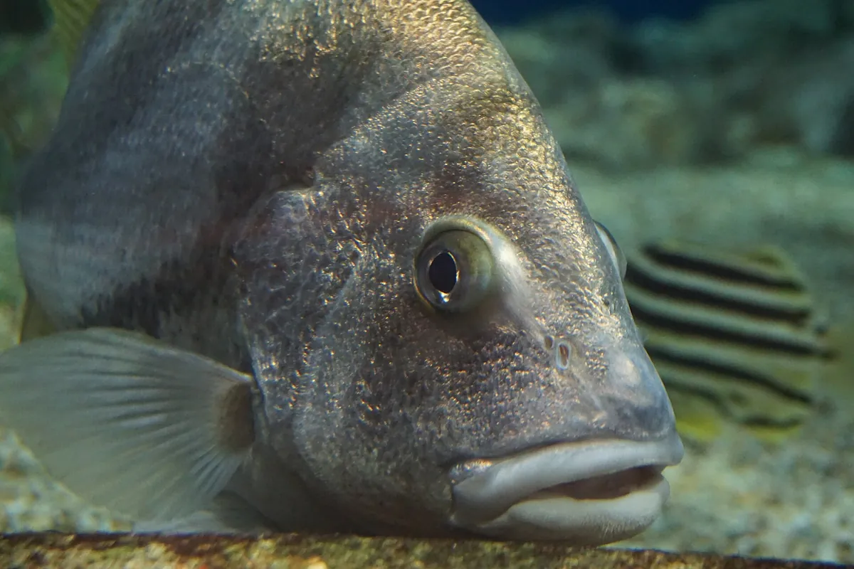 Hekinan Seaside Aquarium