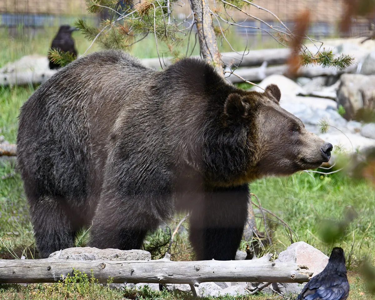 Grizzly & Wolf Discovery Center