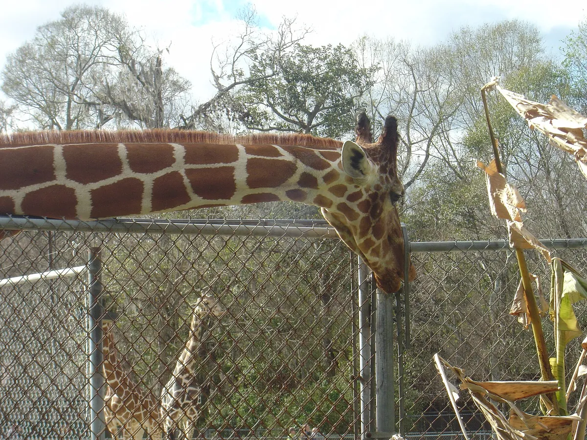 Baton Rouge Zoo