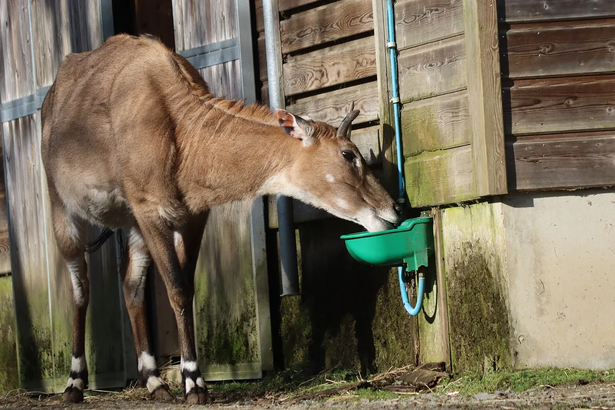 Zooparc de Trégomeur