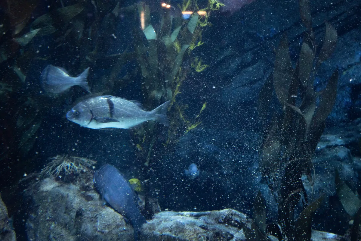 Aquarium of the Pacific