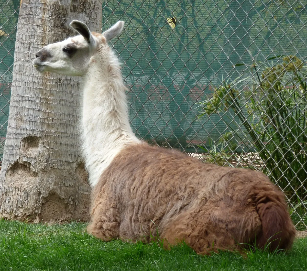 Reid Park Zoo