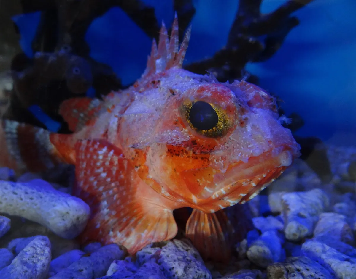 Curaçao Sea Aquarium