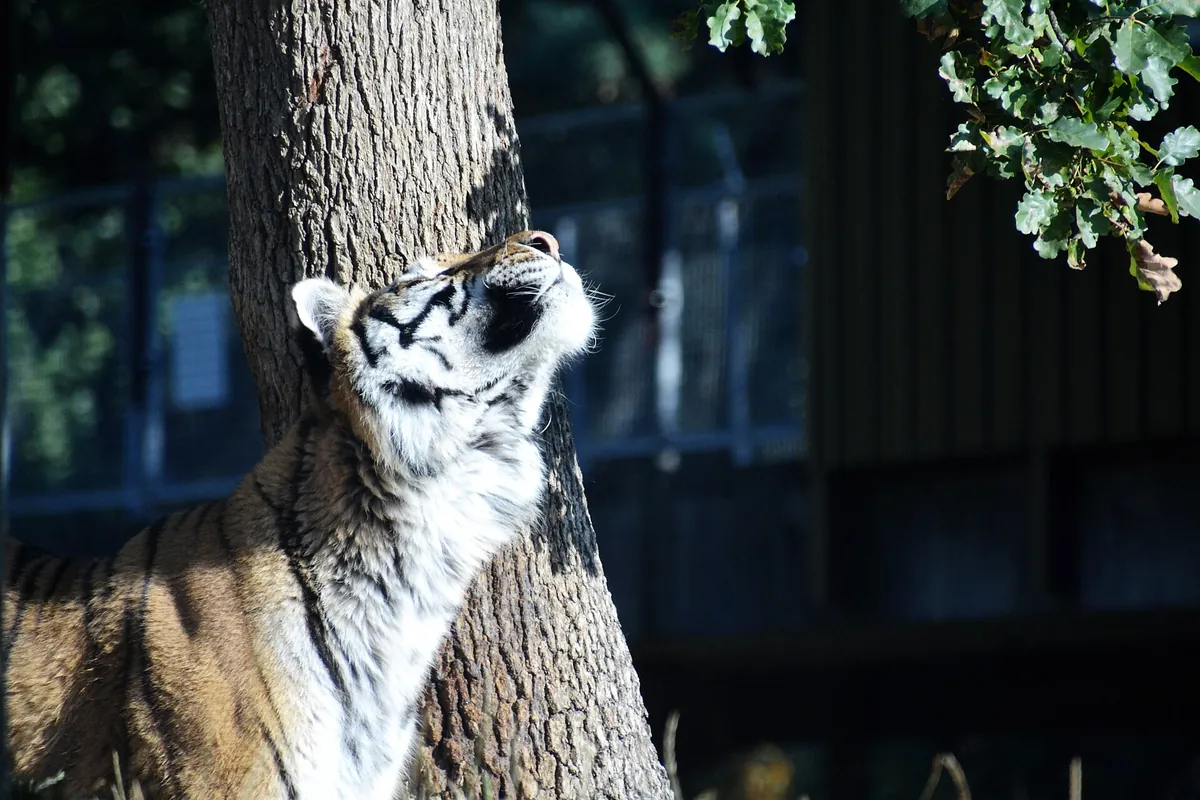 Safari de Peaugres