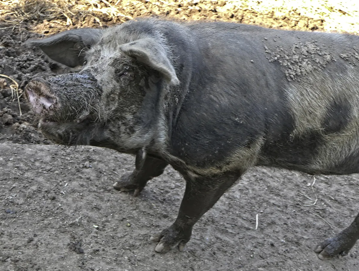 Tierpark Arche Warder
