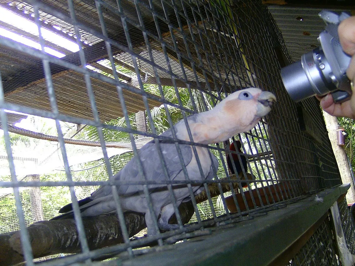 Flying High Bird Sanctuary