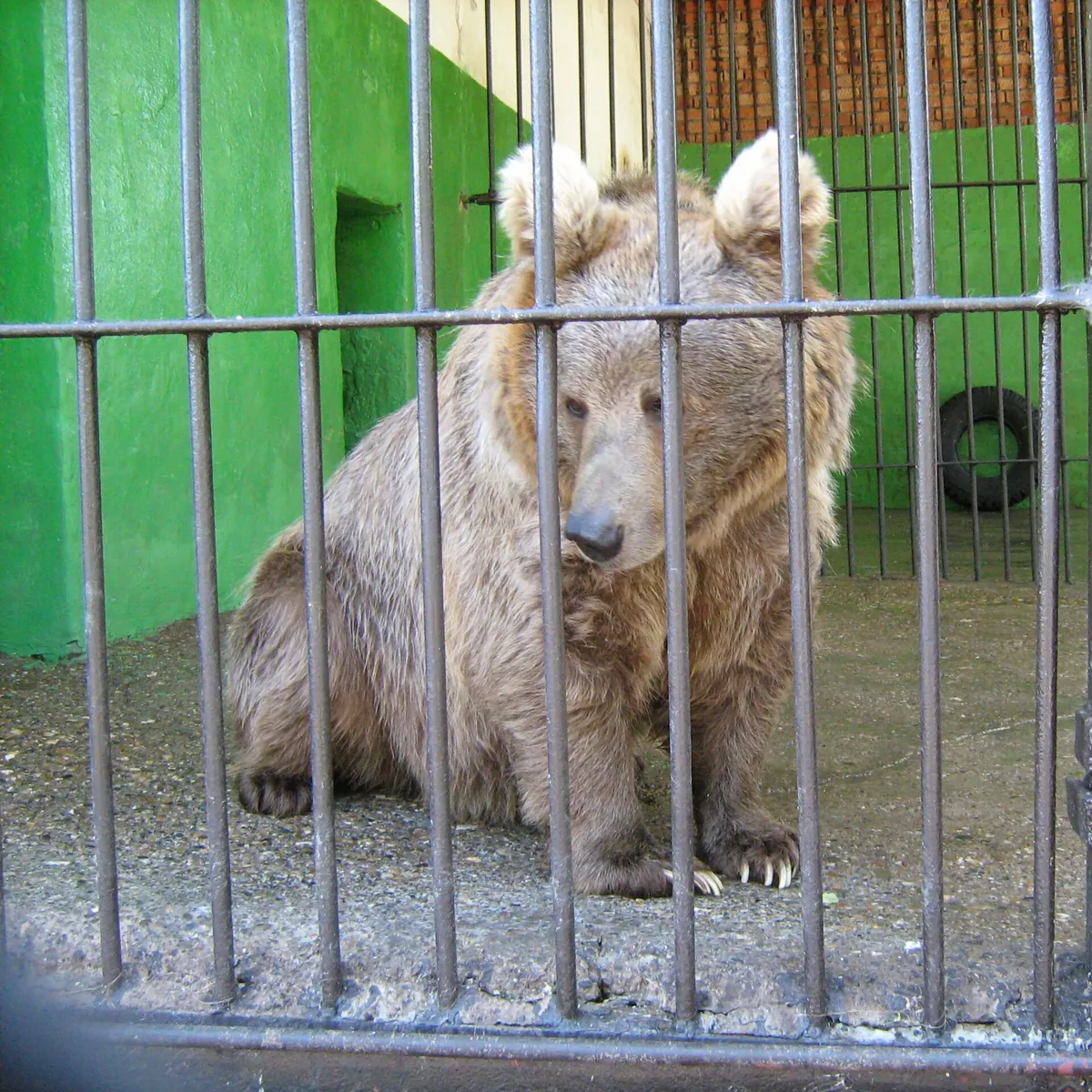 Perm Zoo