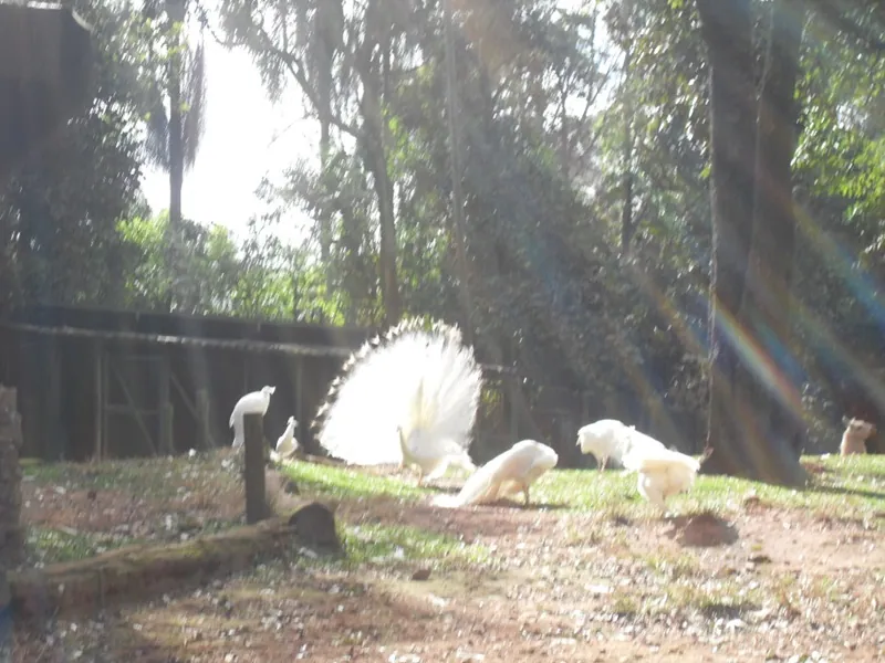 Zoo Safari