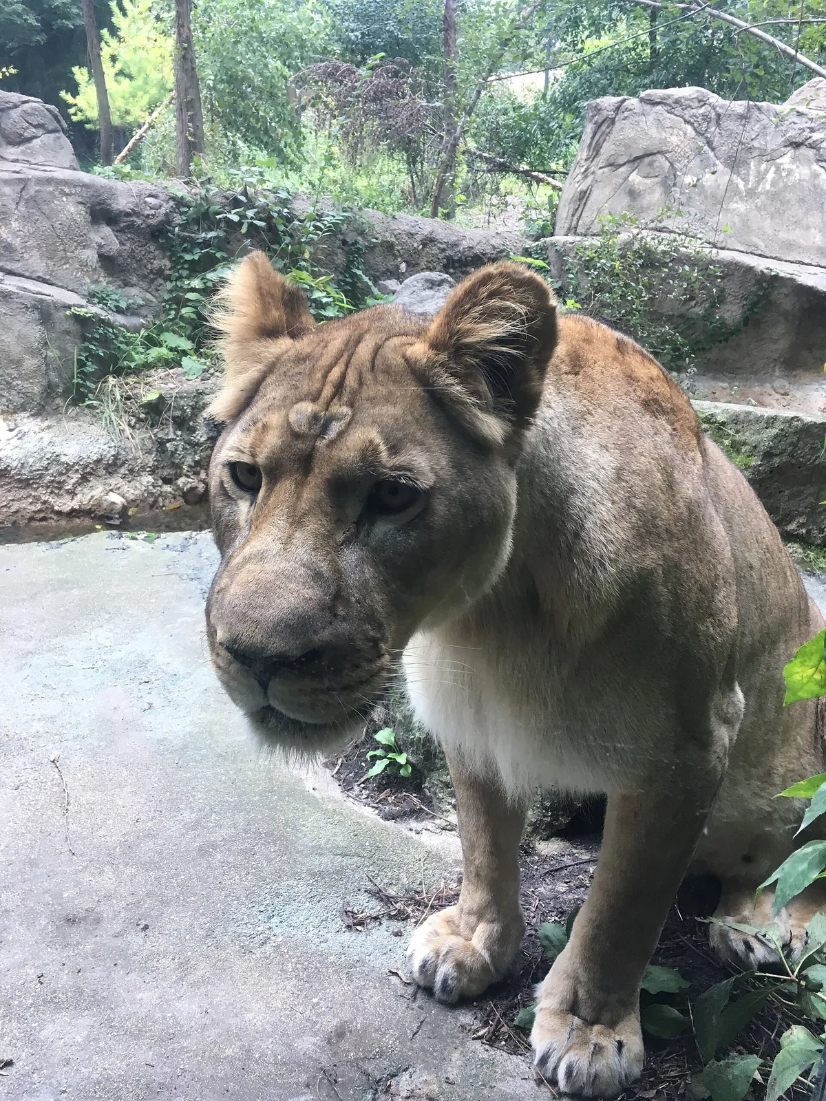 Henry Vilas Zoo