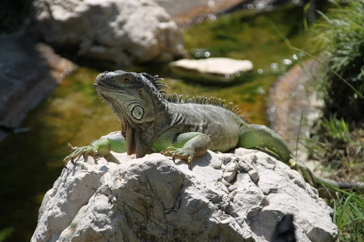 Parco Zoo Punta Verde