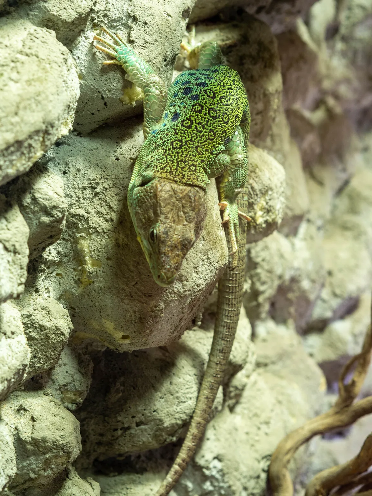 Parco Zoo Punta Verde