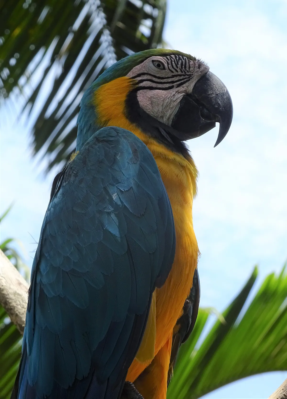 Bali Bird Park