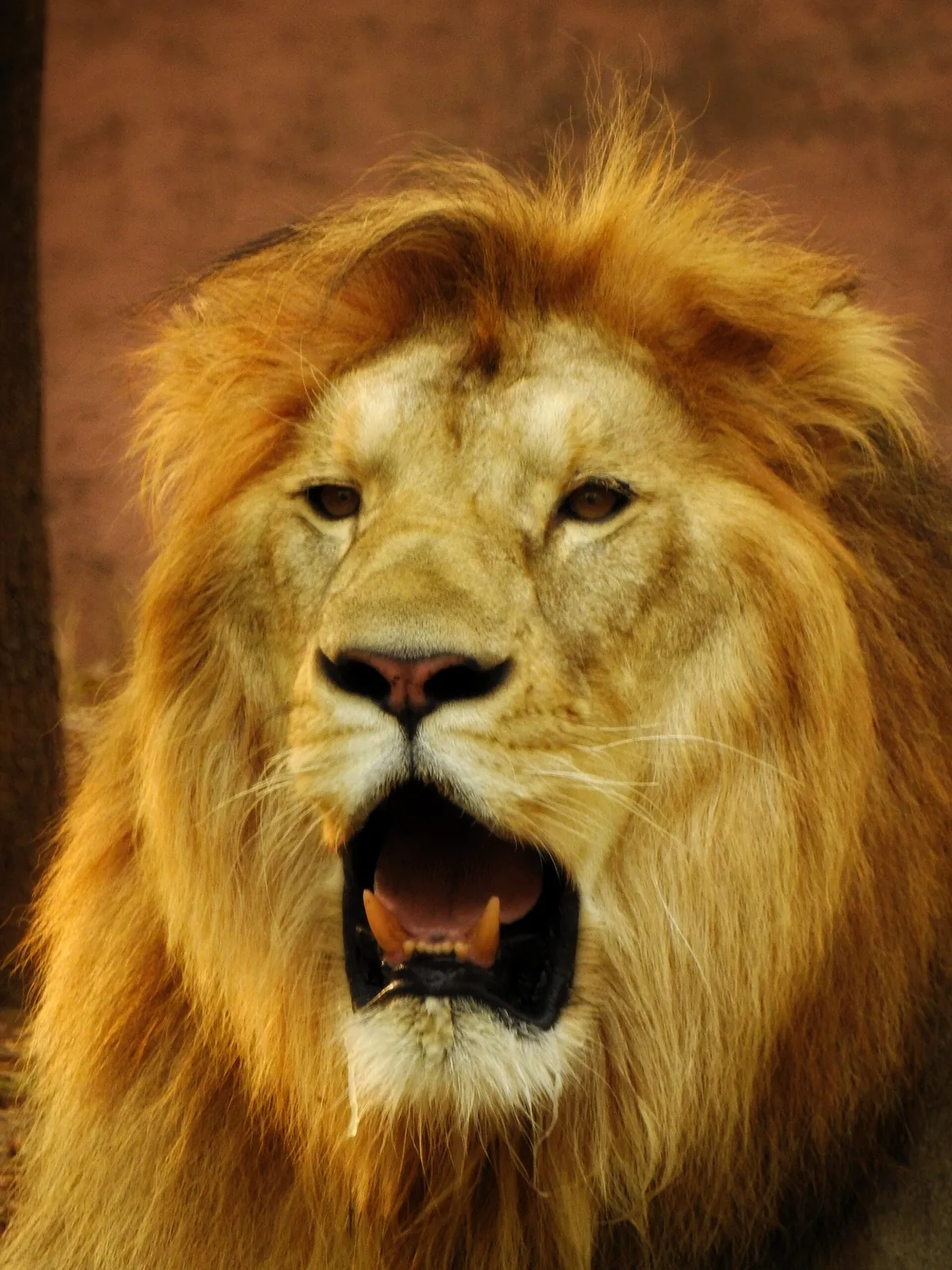 Kanan Pendari Zoo