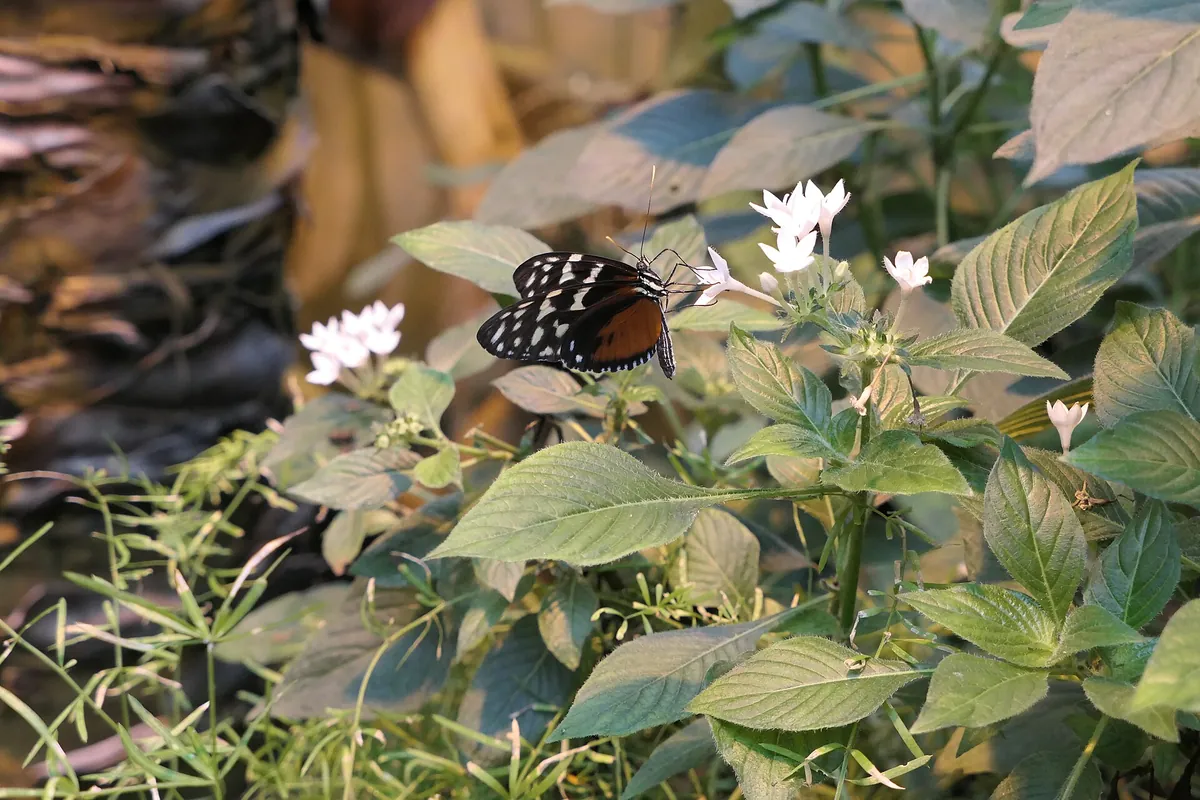 La Serre aux papillons