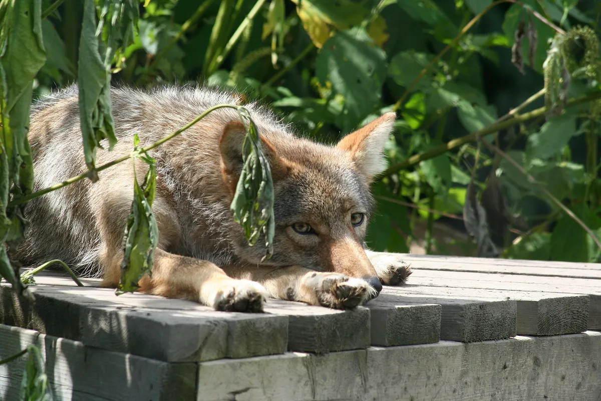 Papanack Park Zoo