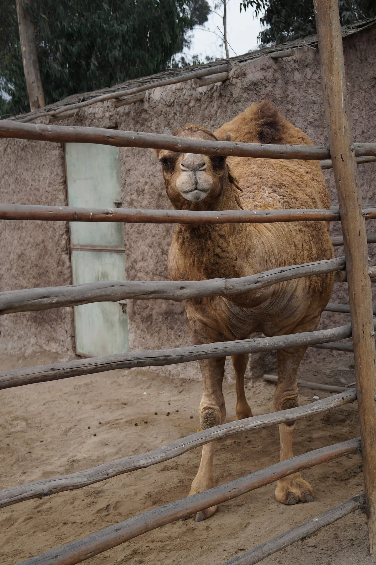 Huachipa Zoo Park