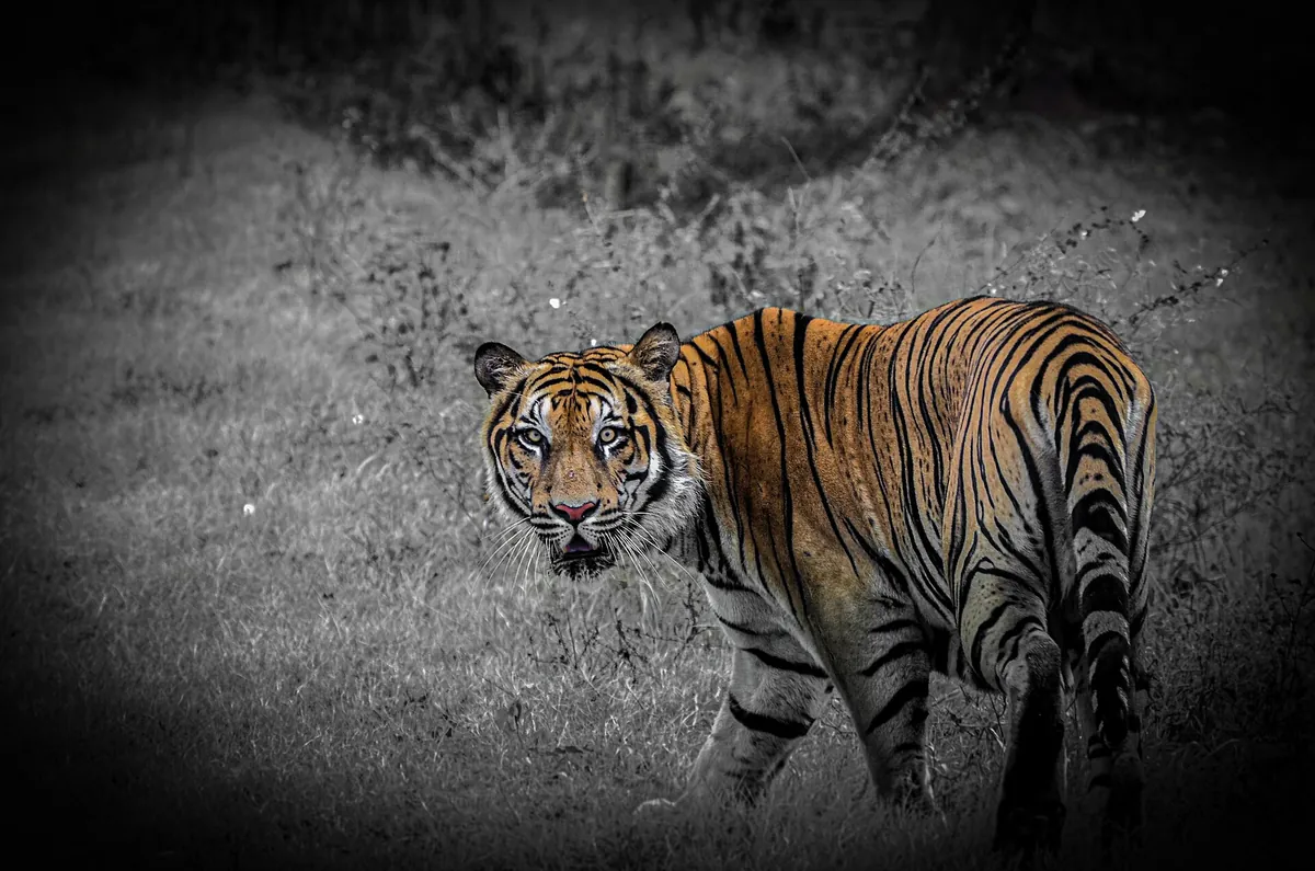 Ridiyagama Safari Park