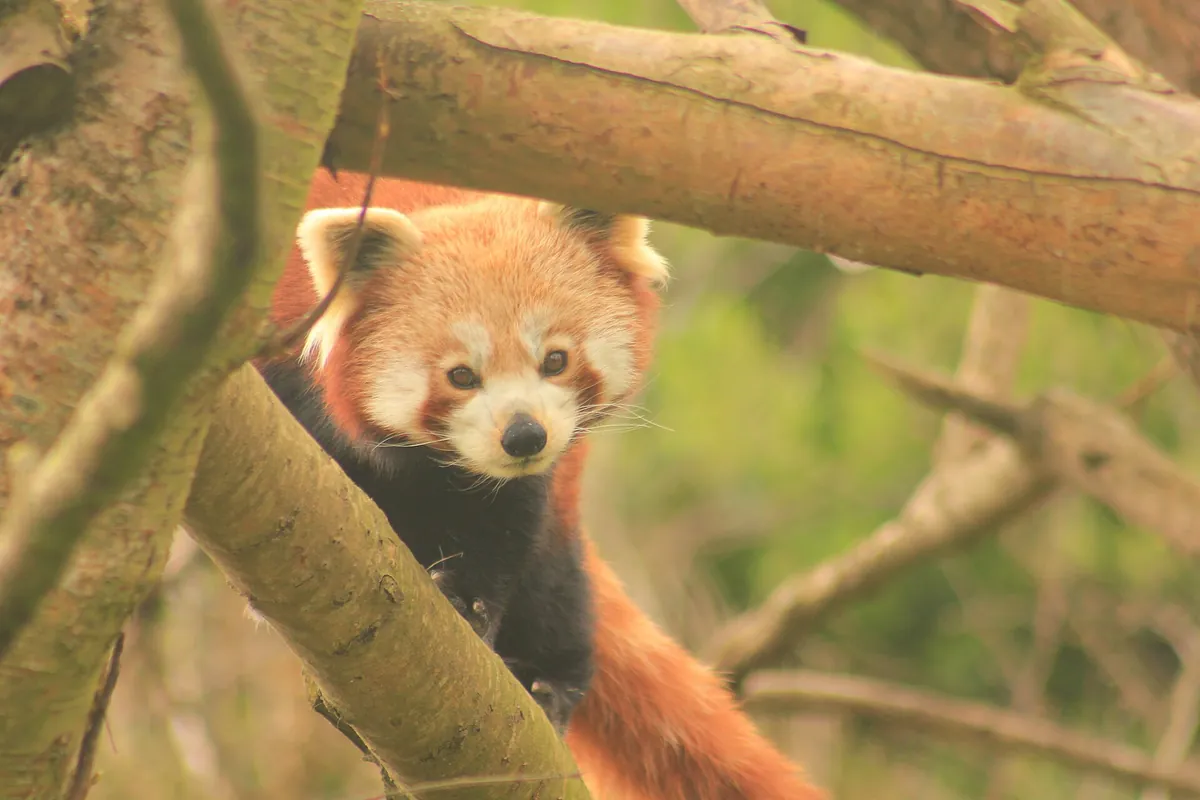 Newquay Zoo