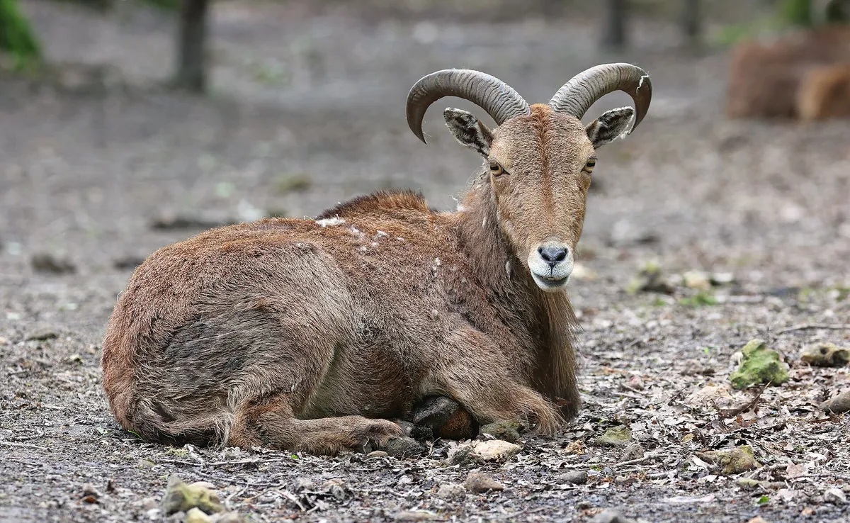 Domaine zoologique de Pescheray
