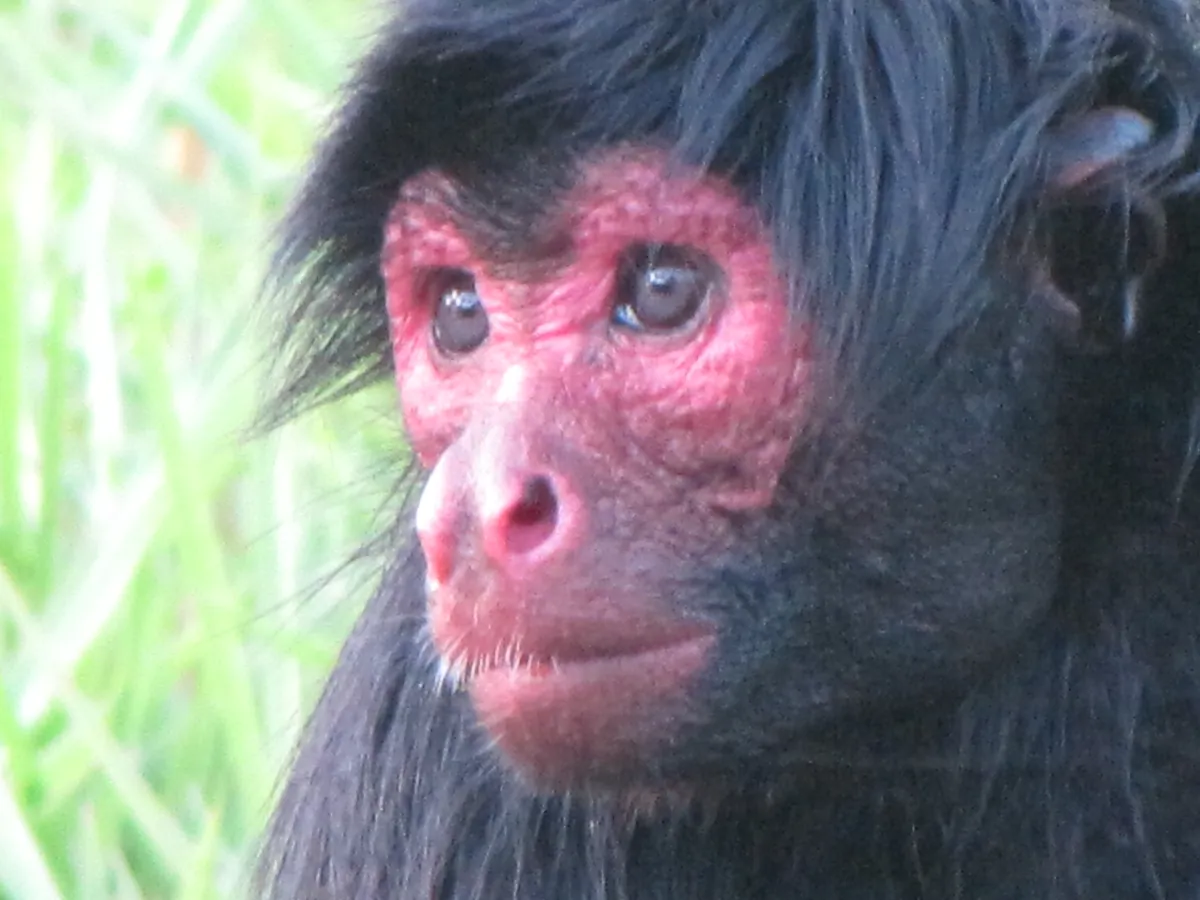 Zoológico do CIGS