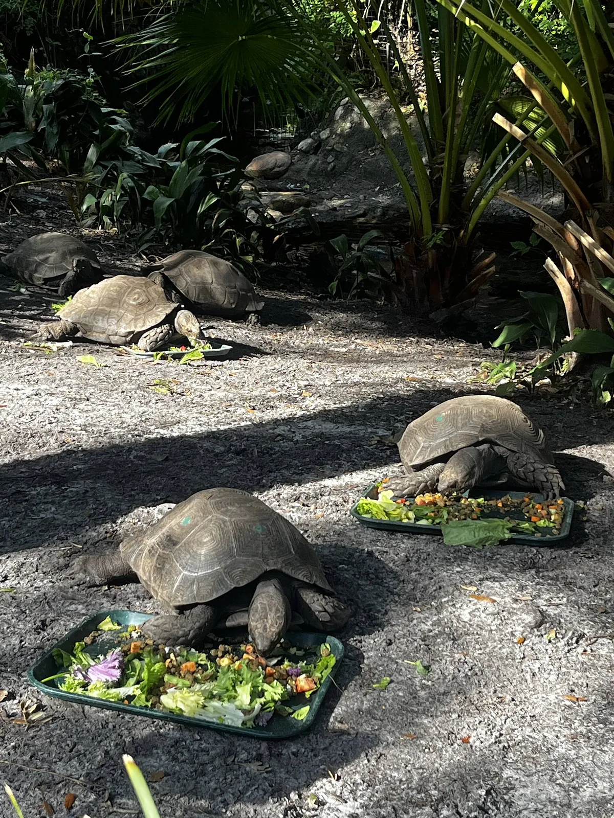 Disney's Animal Kingdom