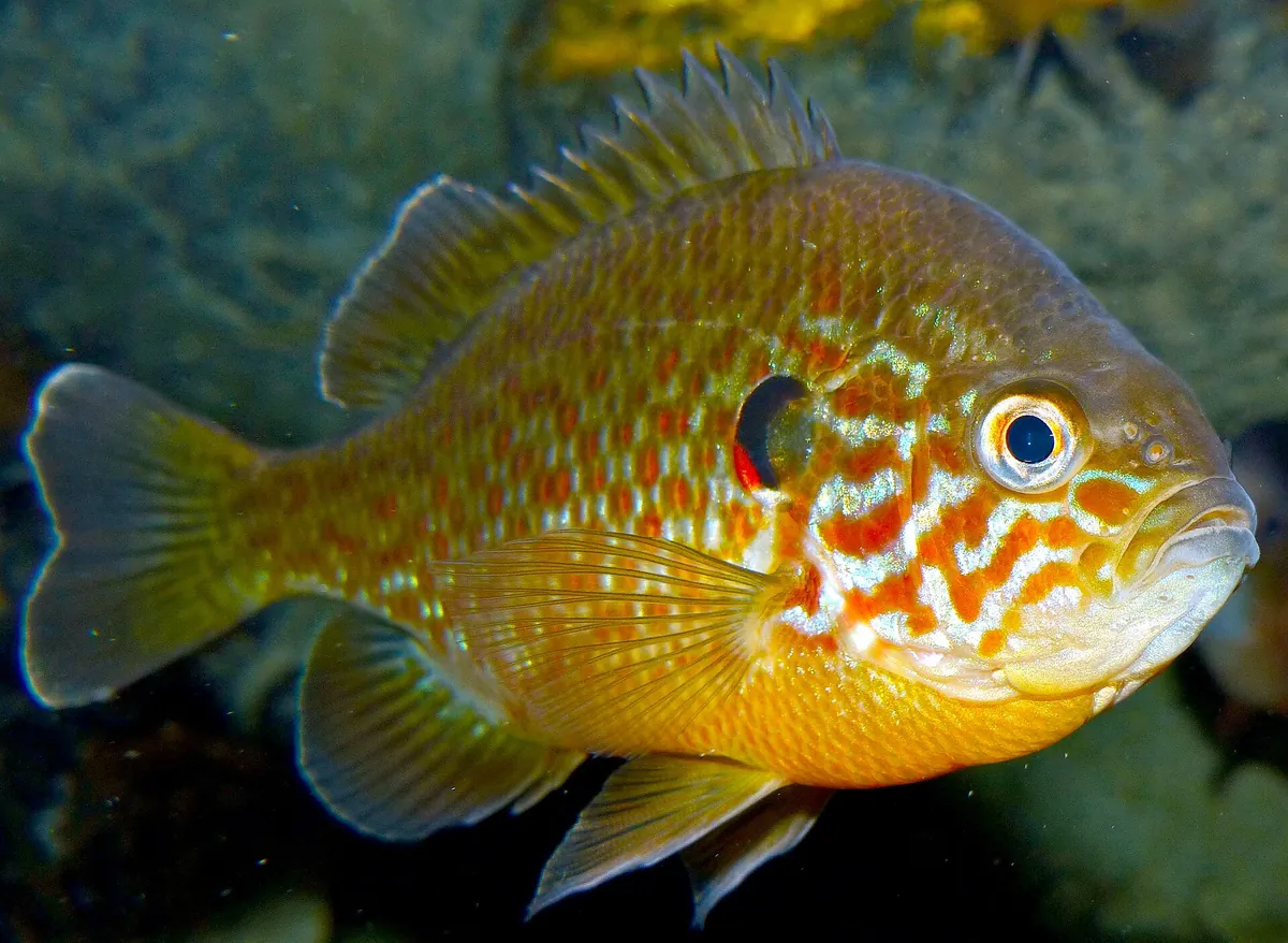 Grand Aquarium de Touraine