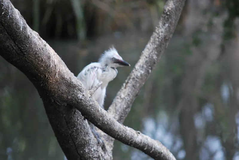 Zoológico El Pantanal