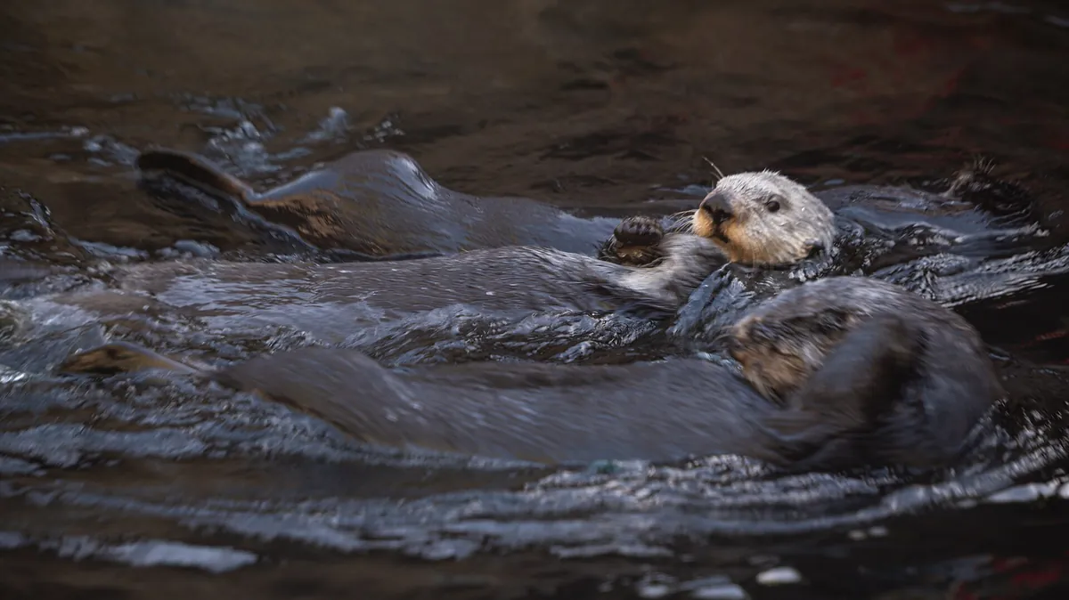 Oregon Zoo