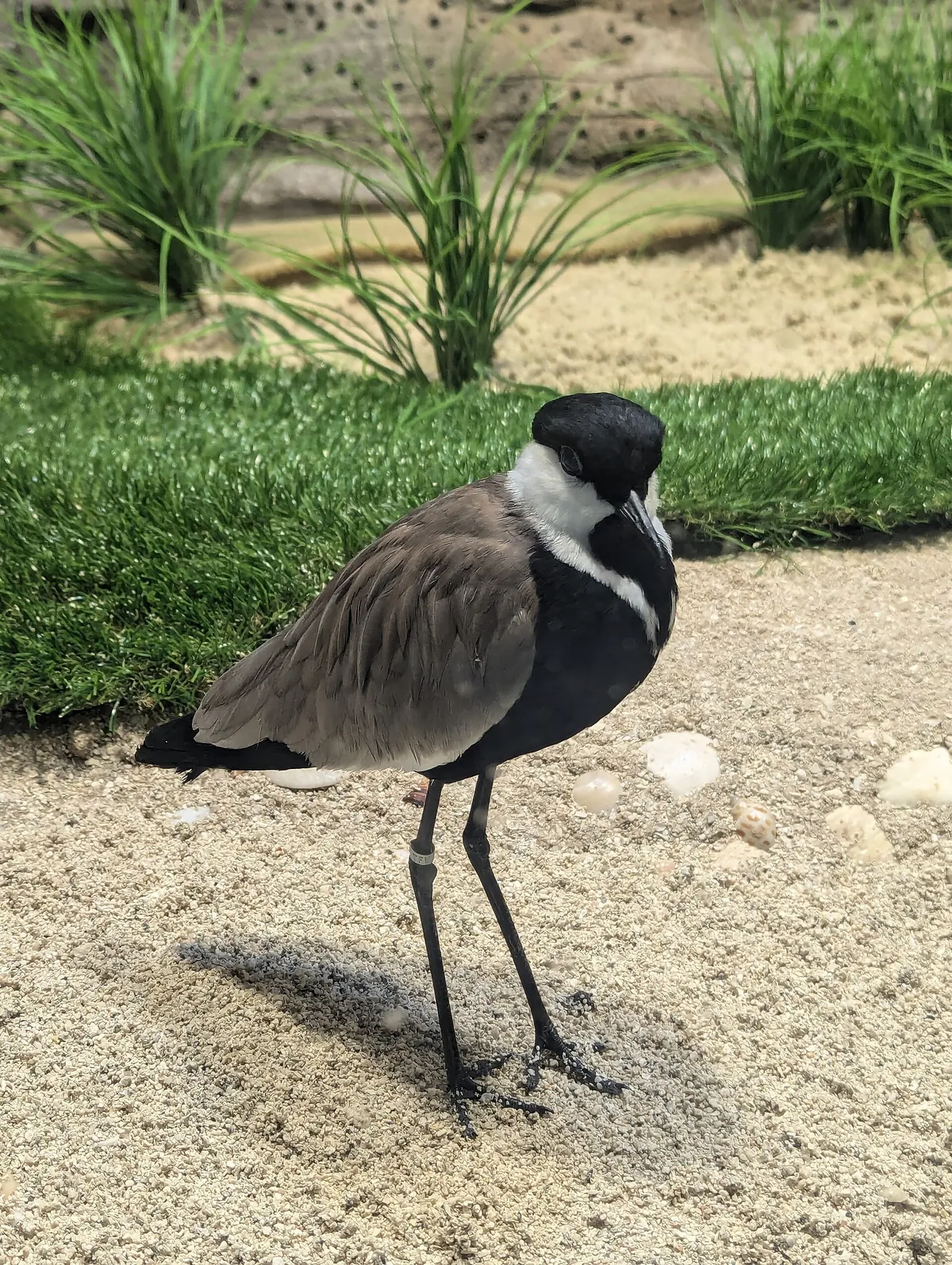 Kansas City Zoo